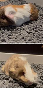 2 mooie sheltie cavia’s, Dieren en Toebehoren, Cavia, Vrouwelijk, Tam, September