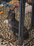 Mooie gezonde dwerg pincher pups, 14 wk oud mogen gelijk mee, Overige rassen, CDV (hondenziekte), 8 tot 15 weken, Meerdere