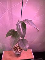 Philodendron silver sword/queen, Huis en Inrichting, Kamerplanten, Ophalen, Halfschaduw, In pot, Minder dan 100 cm
