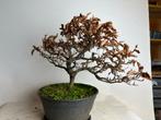 Fagus sylvatica 'Asterix' - Dwergbeuk bonsai, Tuin en Terras, Planten | Bomen, Bloeit niet, Halfschaduw, Overige soorten, Minder dan 100 cm