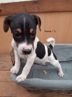 Boerenfox, 8 tot 15 weken, Meerdere, Meerdere dieren, Middel