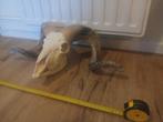 Ram schedel 52 cm, Verzamelen, Dierenverzamelingen, Ophalen, Schedel