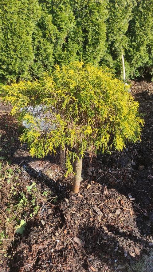 Chamaecyparis  - conifeer op stam ca. 1.2 meter hoog, Tuin en Terras, Planten | Struiken en Hagen, Conifeer, 100 tot 250 cm, Ophalen