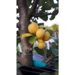Sierappel - Malus Golden Hornet - boom, Halfschaduw, Overige soorten, Lente, 100 tot 250 cm