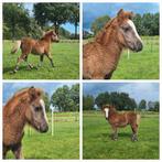 Shetland pony's merries en hengstveulens palomino / few spot, Dieren en Toebehoren, Pony's, Merrie, Niet van toepassing, A pony (tot 1.17m)