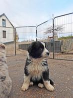Australian shepperd reutje zoekt gouden mandje bm, Dieren en Toebehoren, Honden | Herdershonden en Veedrijvers, Eén hond, Nederland
