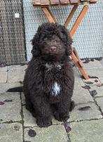 Labradoodle pup te koop, Dieren en Toebehoren, Reu, 8 tot 15 weken, CDV (hondenziekte), Eén hond
