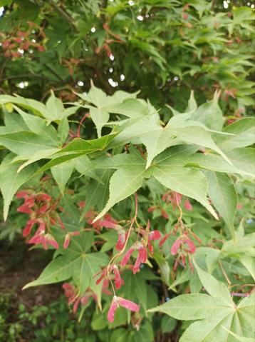 Acer esdoorn boom planten tuin terras struik  beschikbaar voor biedingen