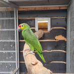 Pop geelwangamazone, Dieren en Toebehoren, Vrouwelijk, Papegaai, Geringd