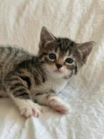 Kittens te koop, Meerdere dieren, Kortharig, 0 tot 2 jaar