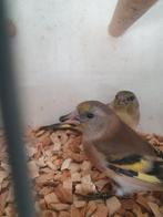 majorputter x zwartkopsijs poppen, Dieren en Toebehoren, Vogels | Overige Vogels, Vrouwelijk, Geringd