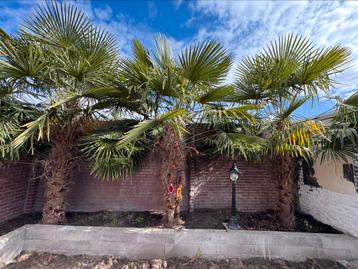 De Trachycarpus Palmbomen (3 bomen) beschikbaar voor biedingen