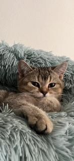 Raszuiver  britsekorthaar kittens, Dieren en Toebehoren, Katten en Kittens | Raskatten | Korthaar, Meerdere dieren, Ontwormd, 0 tot 2 jaar