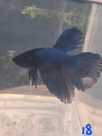 Betta man, Dieren en Toebehoren, Vis