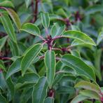 Plantgoed Portugese Laurier kwekerij-opruiming, Ophalen, Laurier, Haag, 100 tot 250 cm