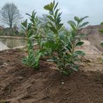 Laurier Novita, Tuin en Terras, Ophalen of Verzenden, Laurier, Minder dan 100 cm