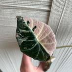 Alocasia black velvet variegata, Ophalen of Verzenden, Overige soorten, Minder dan 100 cm