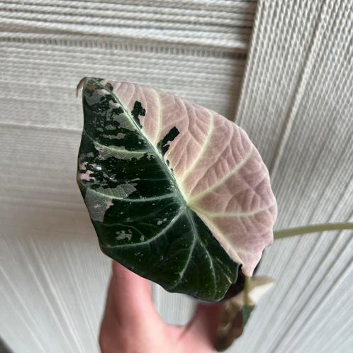 Alocasia black velvet variegata, Huis en Inrichting, Kamerplanten, Overige soorten, Minder dan 100 cm, Ophalen of Verzenden