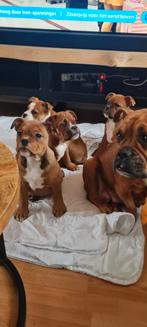 New english bulldog MOGEN DIREKT MEE, 8 tot 15 weken, Teef, Bulldog, Meerdere