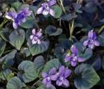 Viola labradorica (Viooltje), Tuin en Terras, Planten | Tuinplanten, Zomer, Overige soorten, Ophalen, Volle zon