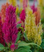 Pluimhanekam, Tuin en Terras, Planten | Tuinplanten, Ophalen, Zomer, Overige soorten, Volle zon