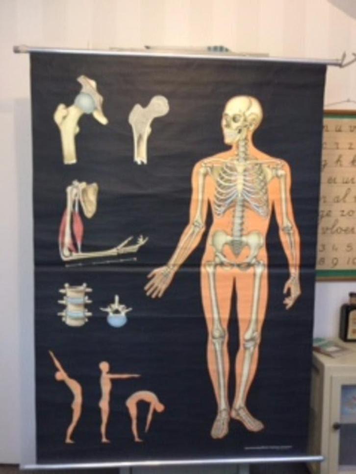 Skelet antieke schoolplaat, Antiek en Kunst, Antiek | Schoolplaten, Natuur en Biologie, Ophalen