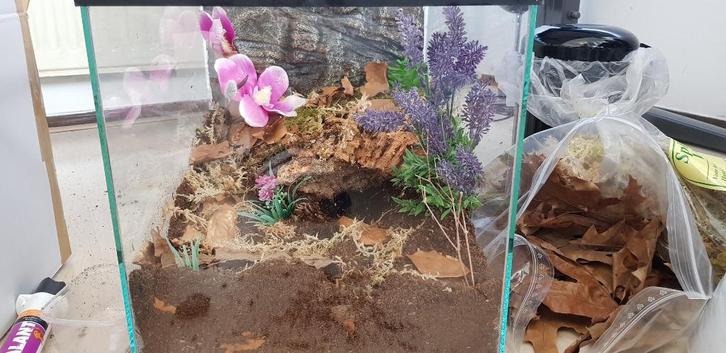 Kooien voor vogelspinnen - terrarium voor reptielen, amfibie, Dieren en Toebehoren, Reptielen en Amfibieën | Toebehoren, Nieuw