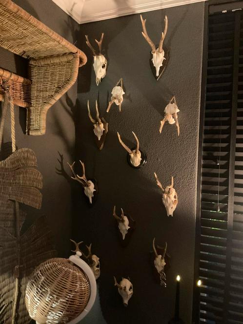 Gewei Herten & Bokjes, Huis en Inrichting, Woonaccessoires | Wanddecoraties, Zo goed als nieuw, Ophalen of Verzenden