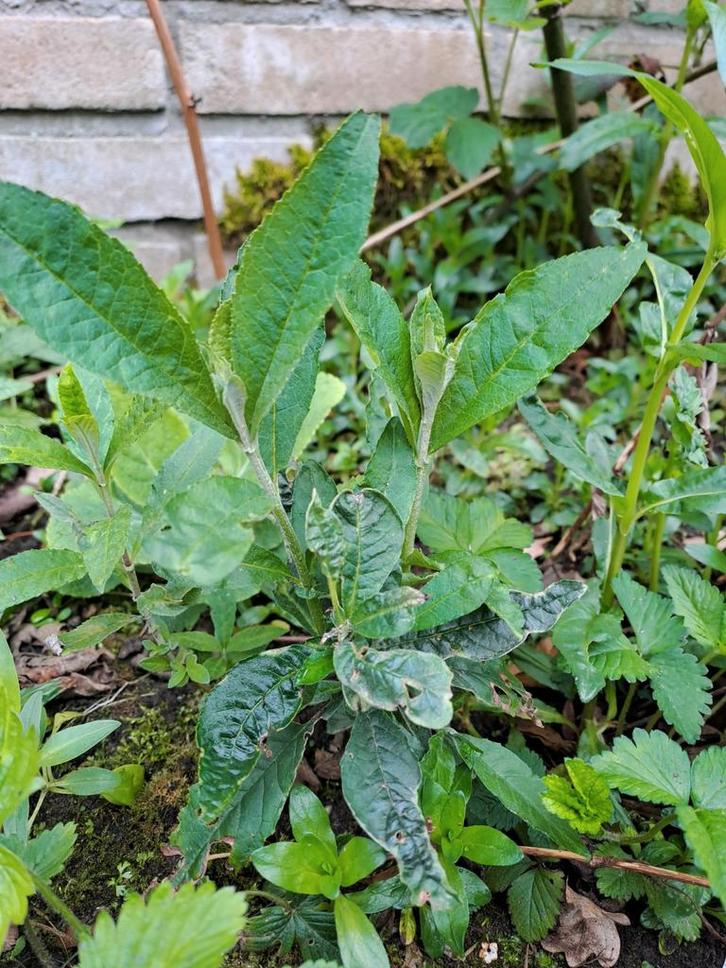 Verschillende tuinplanten, Tuin en Terras, Planten | Tuinplanten, Vaste plant, Varens, Ophalen