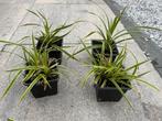 Carex Morrowii Goldband, Ophalen of Verzenden, Siergrassen, Halfschaduw