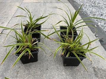 Carex Morrowii Goldband beschikbaar voor biedingen