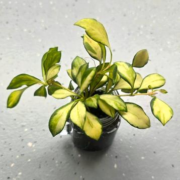 Hoya heuschkeliana variegata (Geworteld) beschikbaar voor biedingen