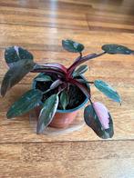 Mooie Philondendron Pink Princess Marble 2, Ophalen of Verzenden, Overige soorten, Minder dan 100 cm