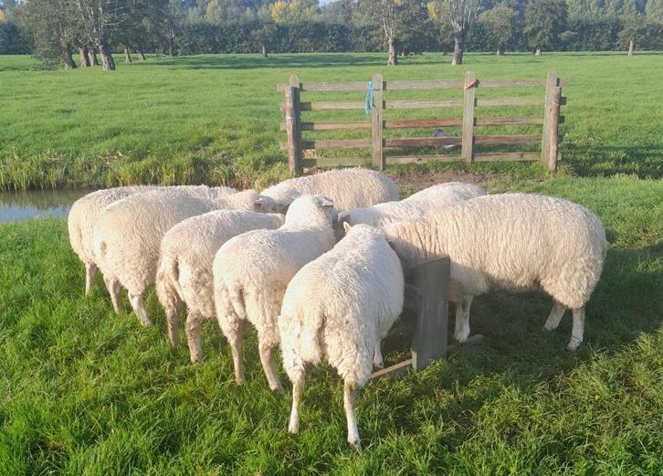 Dekrammen en fokooien. zwoegervrij, Dieren en Toebehoren, Schapen, Geiten en Varkens, Schaap, Mannelijk, 0 tot 2 jaar