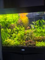Aquatlantis  splendid  60 zwart 109 liter, Ophalen, Zo goed als nieuw, Gevuld zoetwateraquarium