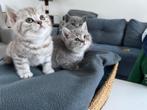 Lieve Britse Korthaar kittens zoeken een warm thuis, Dieren en Toebehoren, Meerdere dieren, Ontwormd