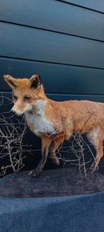 Opgezette vos NIEUW, Ophalen of Verzenden, Nieuw, Wild dier, Opgezet dier