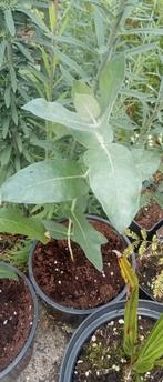 Eucalyptus globulus - Blauwe Gomboom planten, Tuin en Terras, Volle zon, Lente, Minder dan 100 cm, Overige soorten