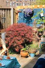 Japanse Esdoorn - Prachtige Acer Palmatum, Tuin en Terras, Ophalen, Bloeit niet, Halfschaduw, Overige soorten