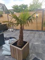 Palmboom in houten bloembak, Tuin en Terras, Planten | Bomen, Ophalen of Verzenden, Palmboom