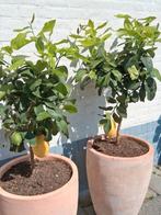 Citrus bomen in terracotta pot, Ophalen, Volle zon