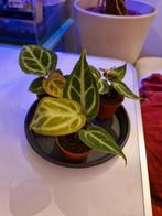 Anthurium silverblush Actie!, Huis en Inrichting, Kamerplanten, Overige soorten, Minder dan 100 cm, Groene kamerplant, Halfschaduw