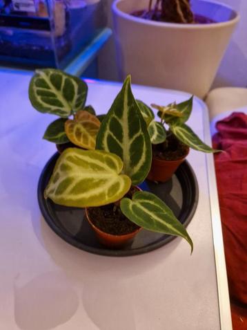 Anthurium silverblush Actie!  beschikbaar voor biedingen
