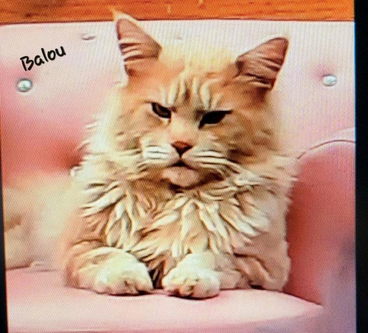 Chou-Chou's  laatste prachige katertje is nog op zoek😍!, Dieren en Toebehoren, Katten en Kittens | Raskatten | Langhaar, Meerdere dieren