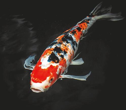 GRATIS KOI KARPERS, Dieren en Toebehoren, Vissen | Vijvervissen, Karper of Koi