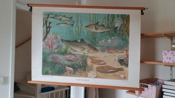Schoolplaat Noordzee - Vissen en Zeedieren beschikbaar voor biedingen
