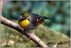 Japanse nachtegaal, Dieren en Toebehoren, Mannelijk, Tropenvogel
