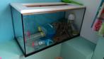 Hamsterkooi glas met toebehoren, Kooi, Gebruikt, Hamster, 75 tot 110 cm