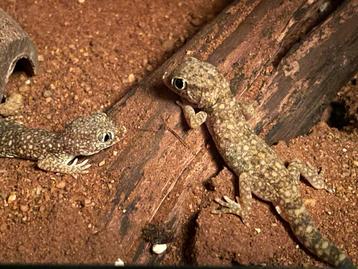 Dunvinger gekko’s beschikbaar voor biedingen