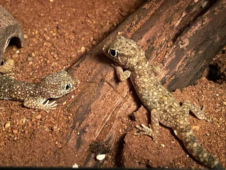 Dunvinger gekko’s, Dieren en Toebehoren, Reptielen en Amfibieën, Hagedis, 0 tot 2 jaar
